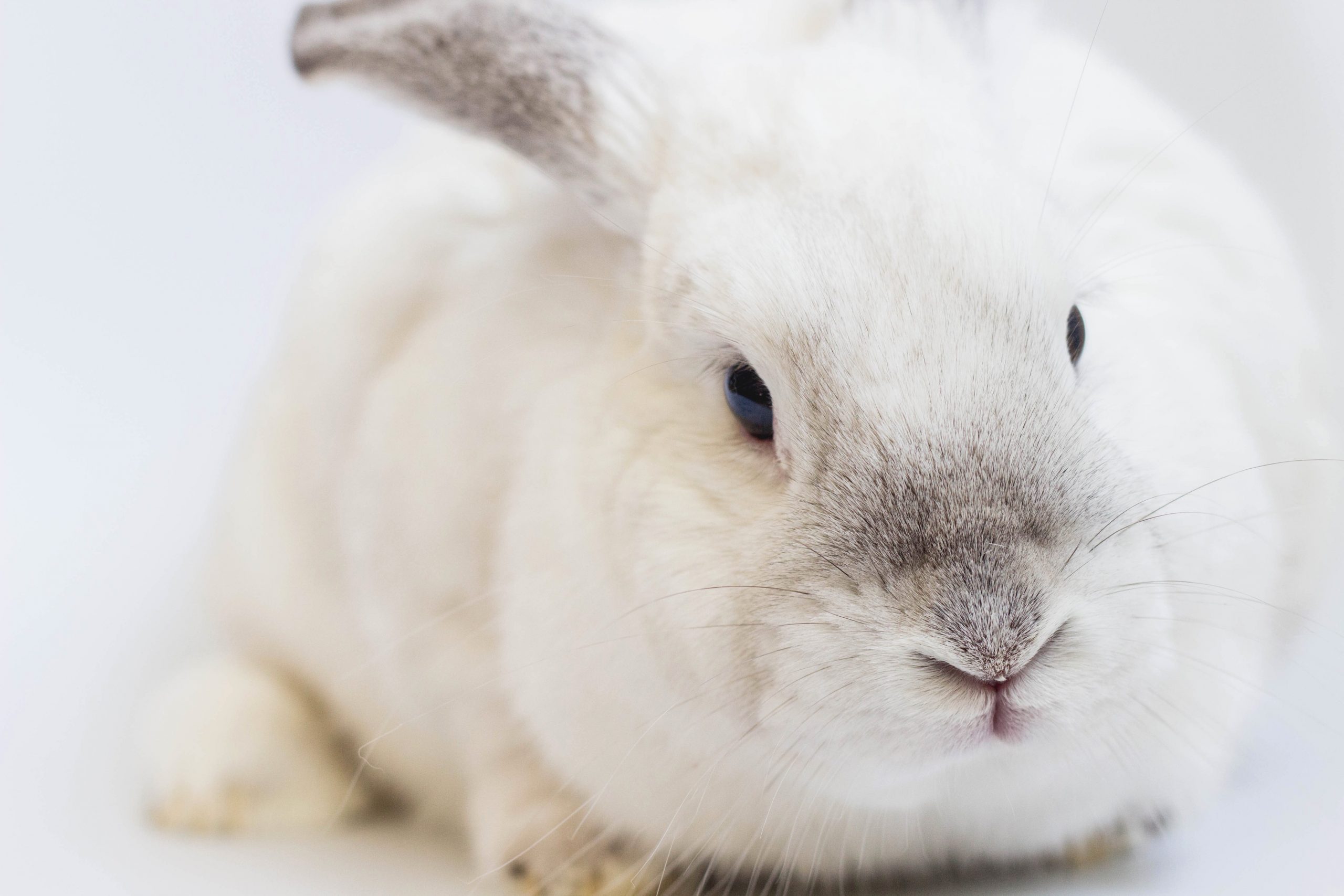 Les lapins de compagnie ont besoin d'espace et de liberté pour