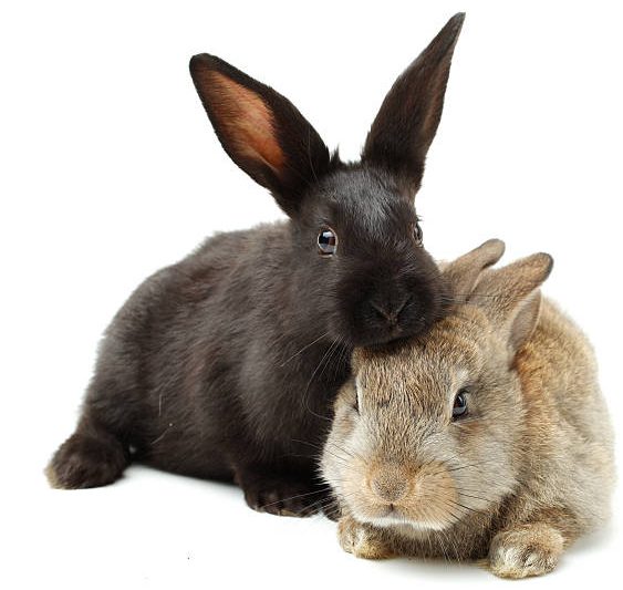 Guide : Tout savoir avant d'adopter un lapin de compagnie