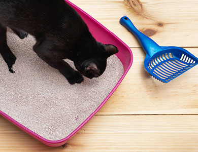 Choisir le bon type de bac de litière pour un chat : plus complexe qu'il  n'en paraît