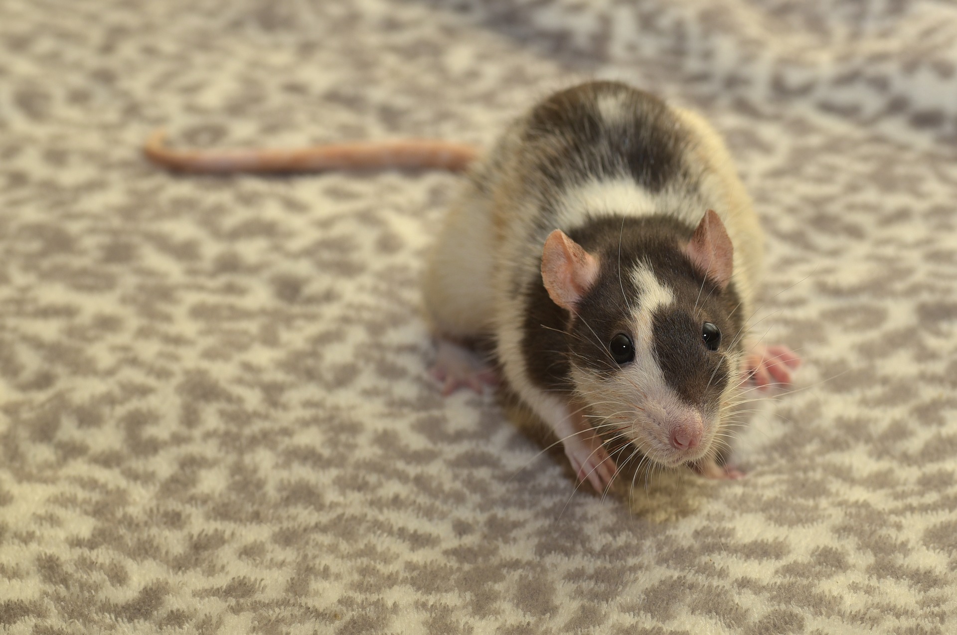 Quels sont les besoins en eau d'une souris domestique ?