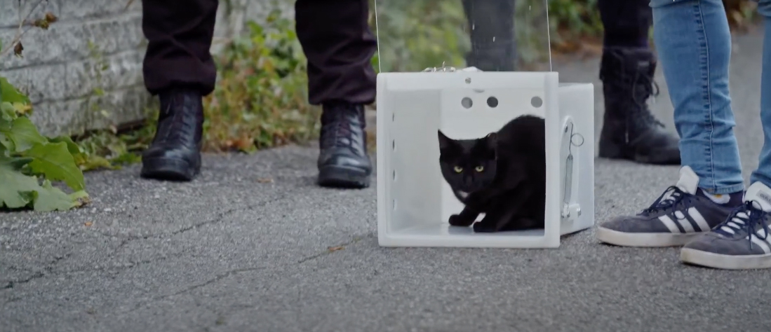 relâche d'un chat programme CSRM proanima