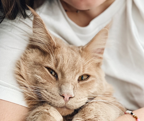 Chat blanc couché sur les jambes de quelque qui le flatte.