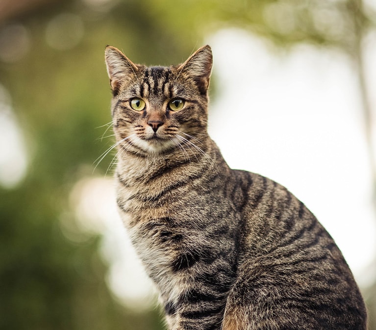 Brown spotted cat outdoors in the forest.