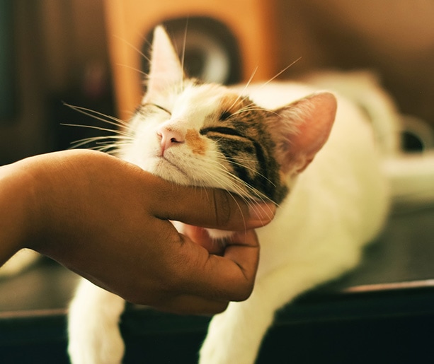 Chat blanc couché sur les jambes de quelque qui le flatte.