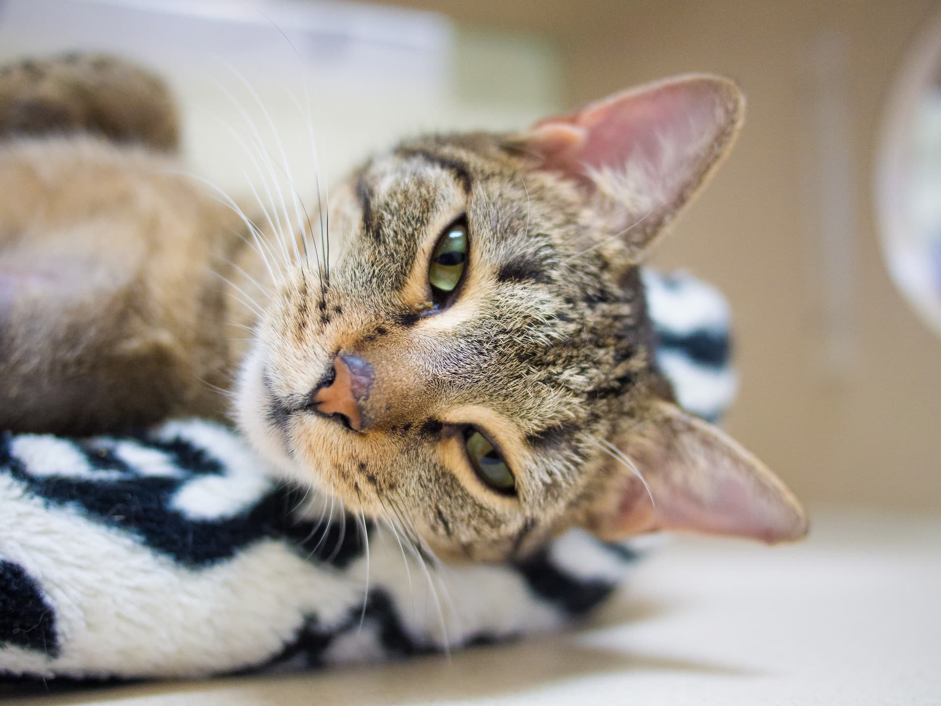 Chat couché sur une couverture