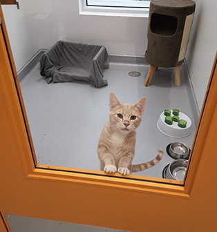 Cat in a Proanima enclosure