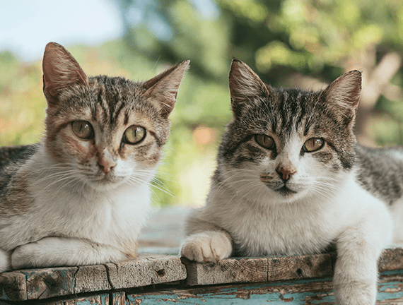 Deux chats adultes errants regardent la caméra