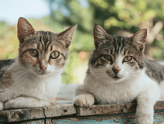 Two adult stray cats looking at the camera