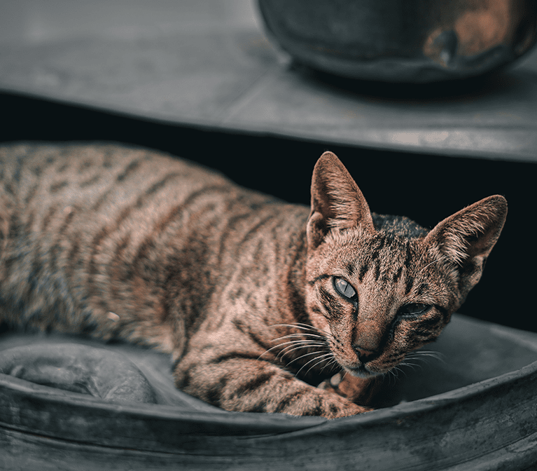 Adorable tired cat laying on the floor