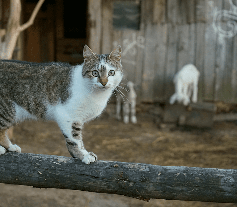 Barn cat on a fence with two goats in the back