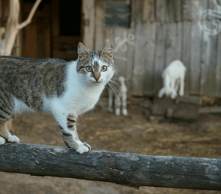 Chat de ferme sur un clôture avec deux chèvres en arrières