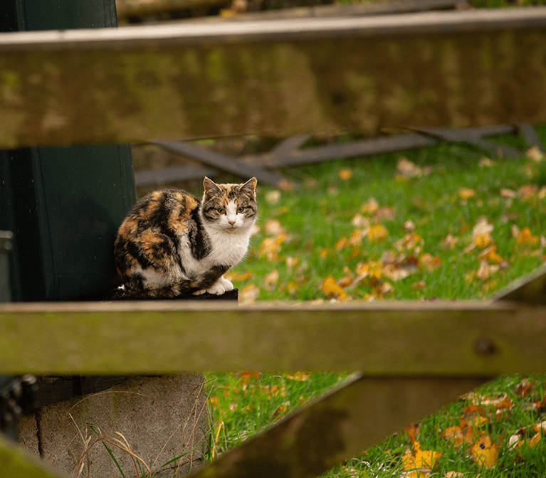 Farm cat on a wooden fence in autumn.