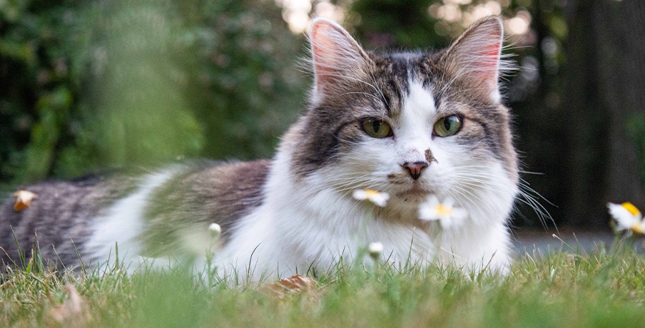 Cat with flowers, lying in the grass.