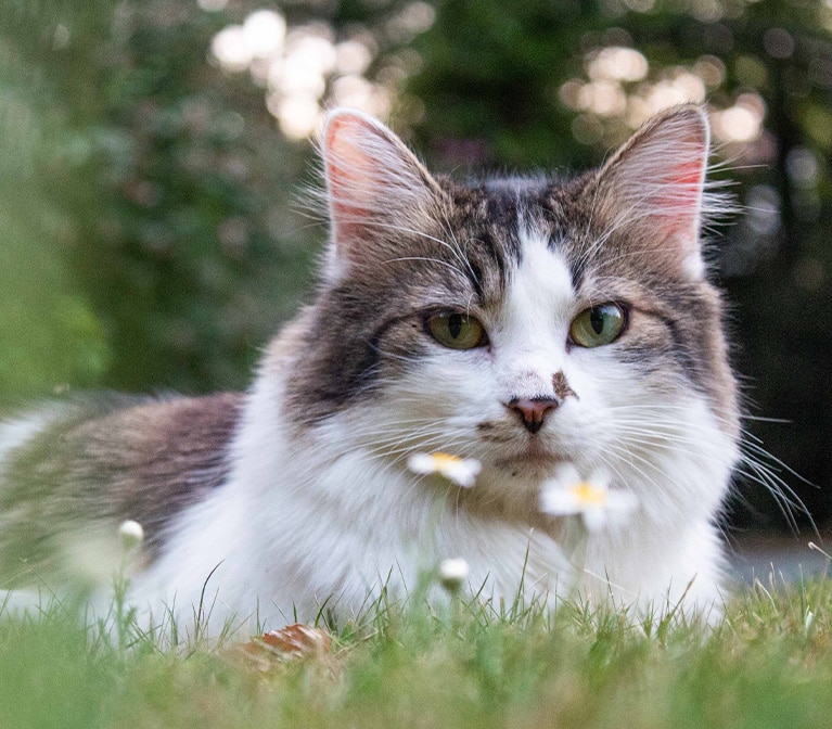 Cat with flowers, lying in the grass.