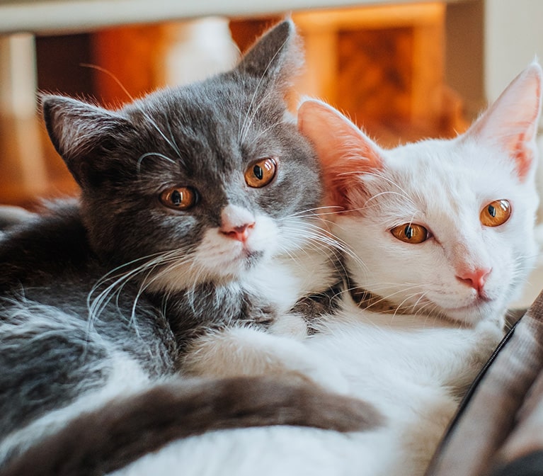 Two cats cuddling in a bed