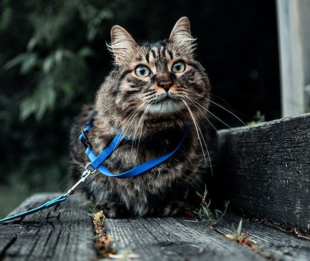 Brown cat with a blue leash around its neck.