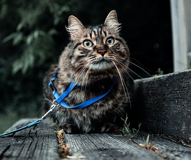 Chat brun avec une laisse bleue autour du cou