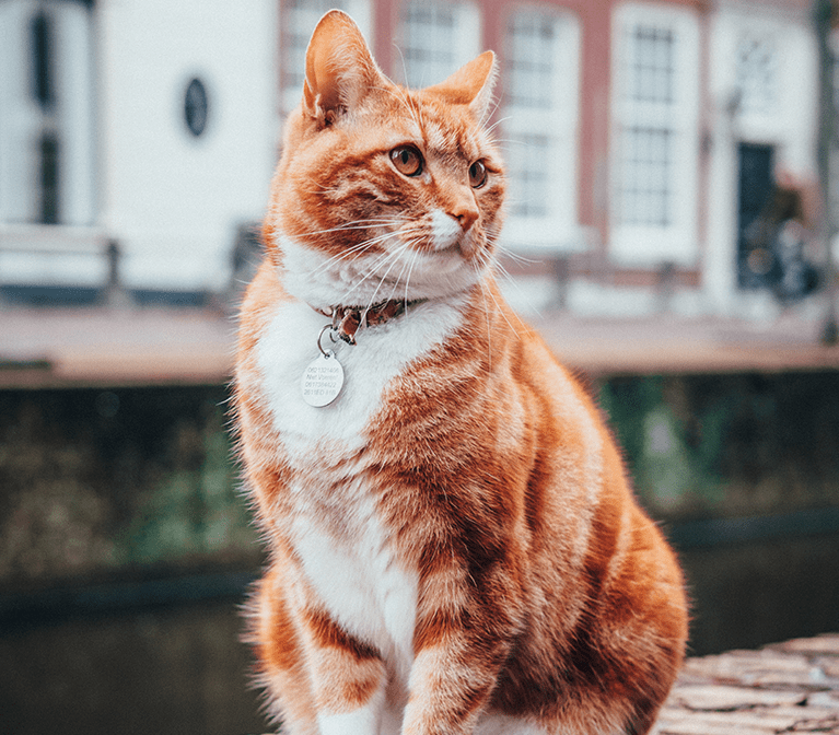 Orange and white cat outside and calm