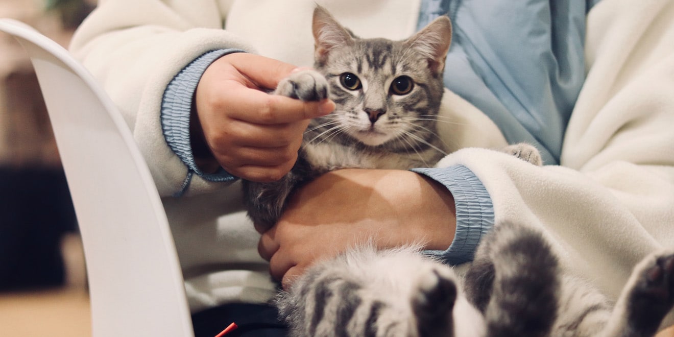 Chaton sur les jambes d'une employée de refuge