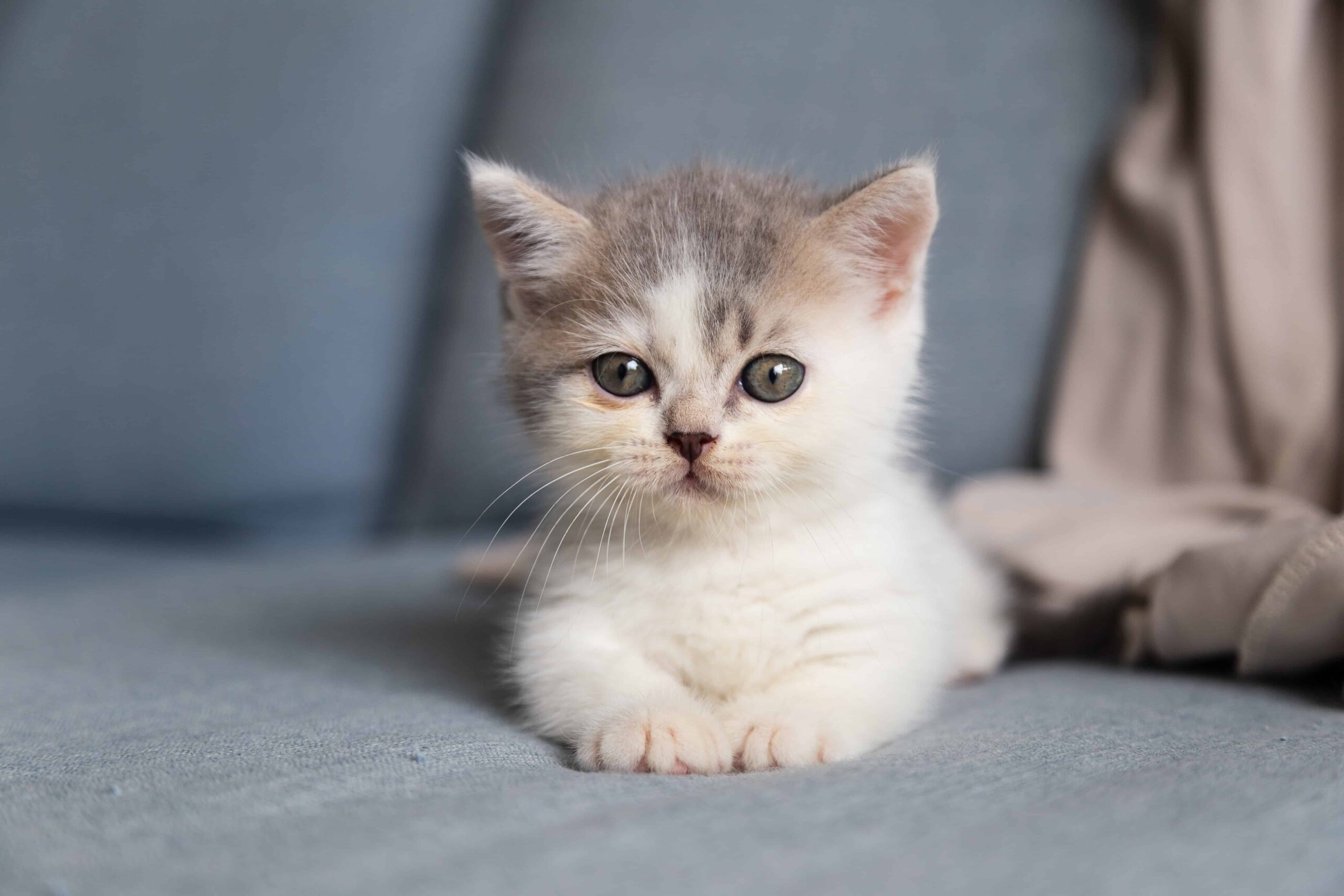 Calm kitten on a couch.