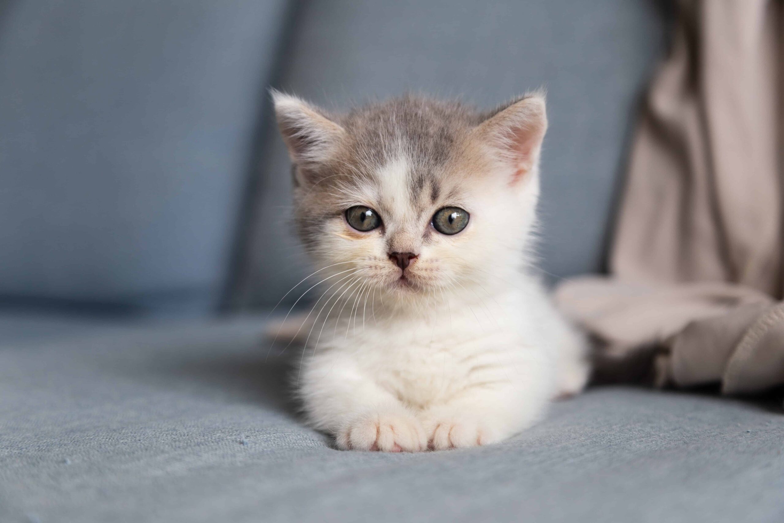 Chaton tranquille sur un divan