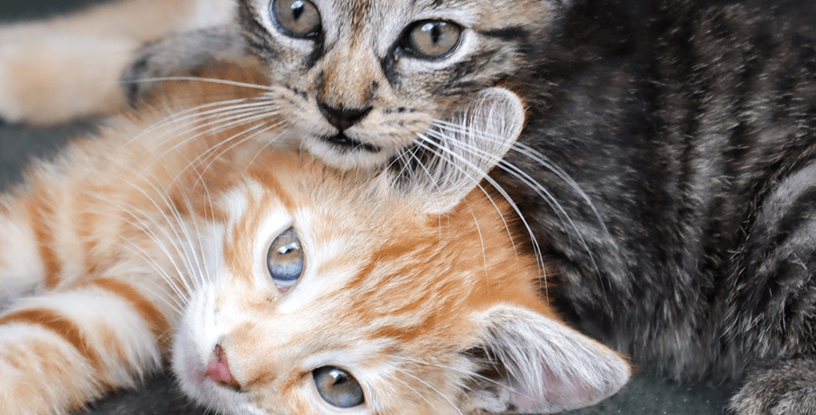 Two stray kittens laying down