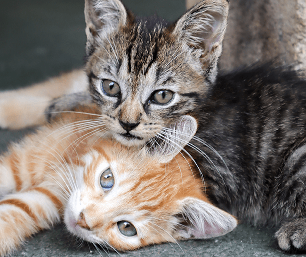 Two stray kittens laying down