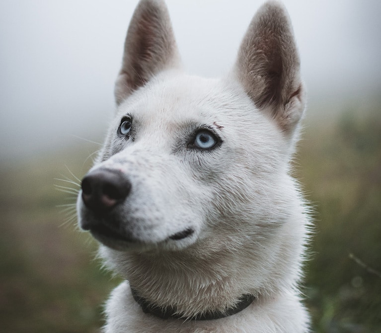 White husky dog outdoors.