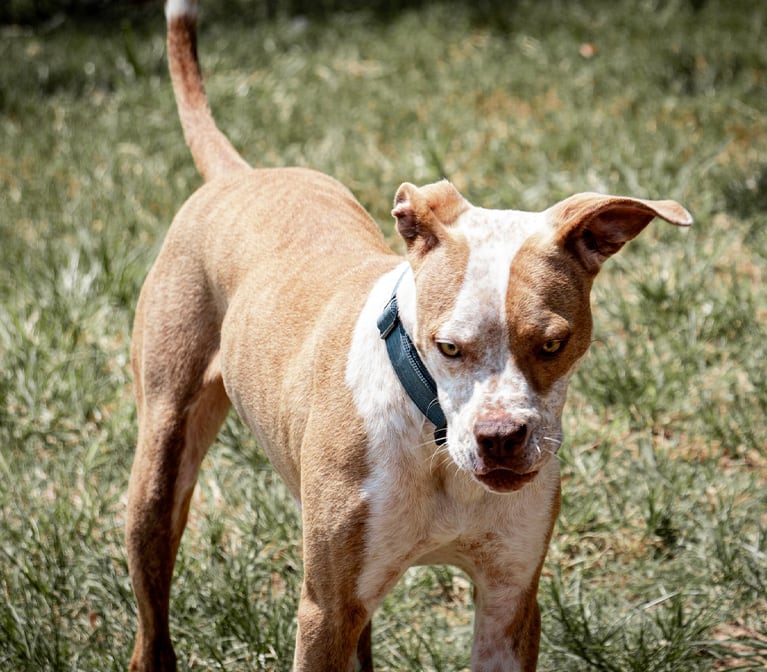 Chien brun et blanc dehors, sur du gazon