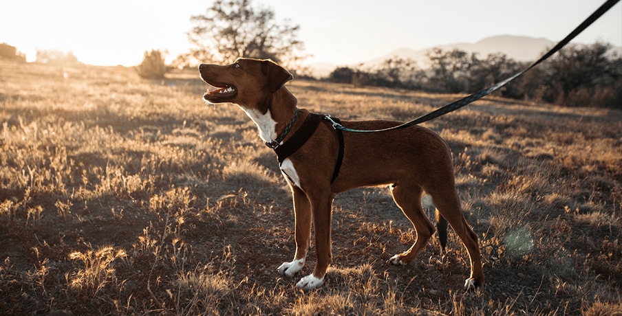 Chien attaché dans un champs