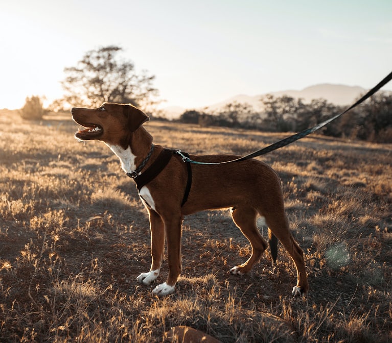 Chien attaché dans un champs