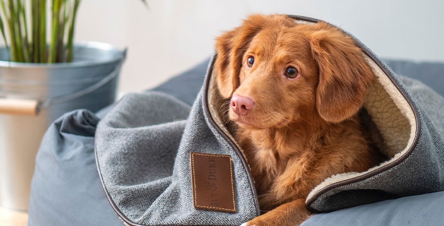 Brown dog lying in its bed with a blanket.
