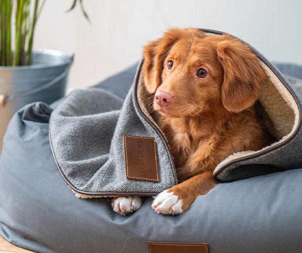 Chien brun couché dans son lit, avec une couverture