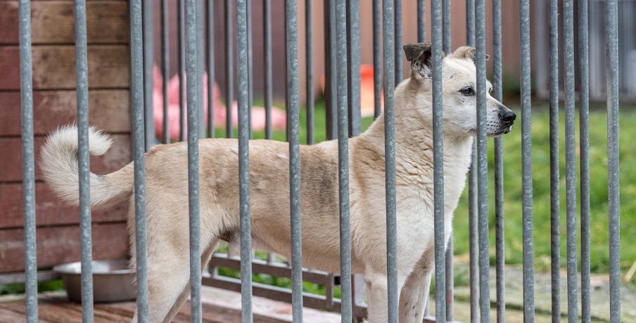 Grand chien blanc dans une cage