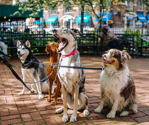 Quatre chiens en laisse dans un parc