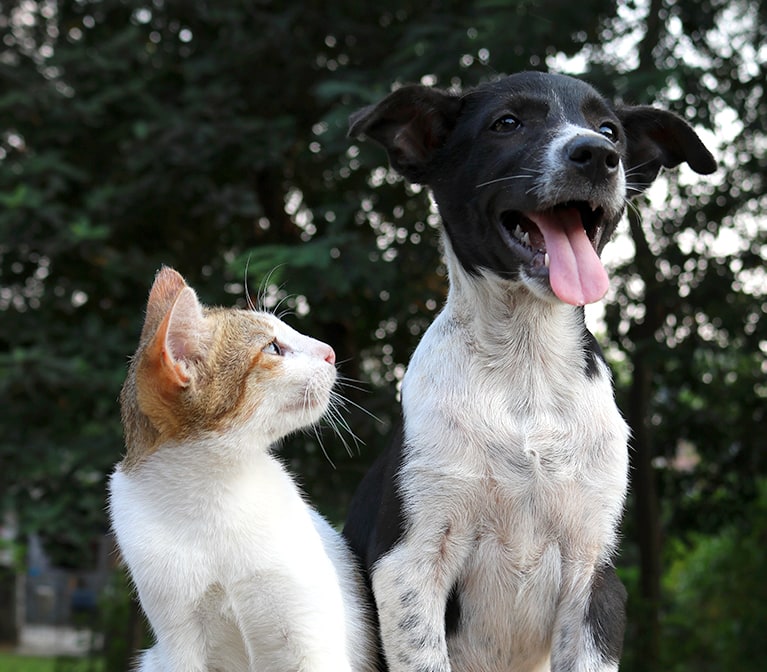 Black and white dog and ginger and white cat outdoors, happy
