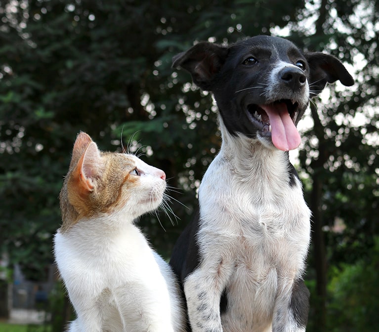 Chien noir et blanc et chat roux et blanc dehors, heureux