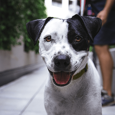 Un chien noir et blanc souriant regarde la caméra