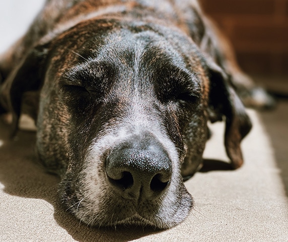 Smiling woman lying on the floor being sniffed by her dog.