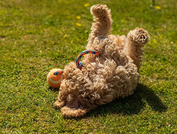 Little dog playing in the grass with its rope and ball.