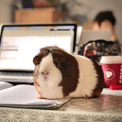 Petit cochon d'inde brun et blanc qui est sur un bureau de travail en avant d'un laptop