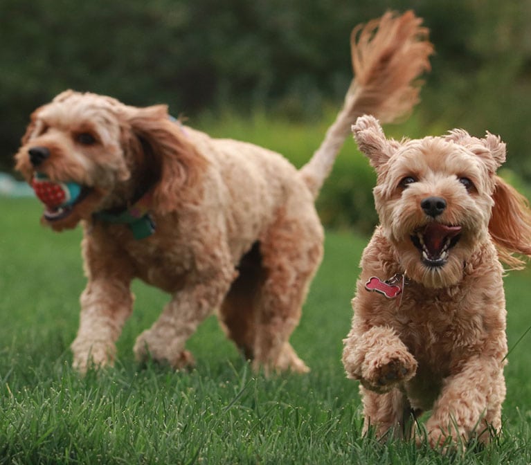 Deux chiens blonds qui courent avec une balle