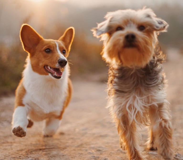 Two dogs running in the desert.