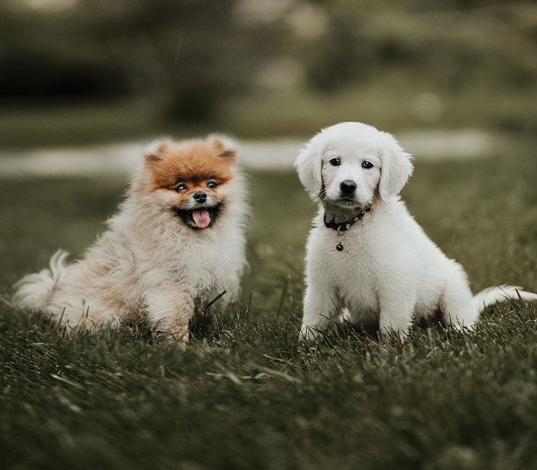 Two baby dogs sitting on the grass