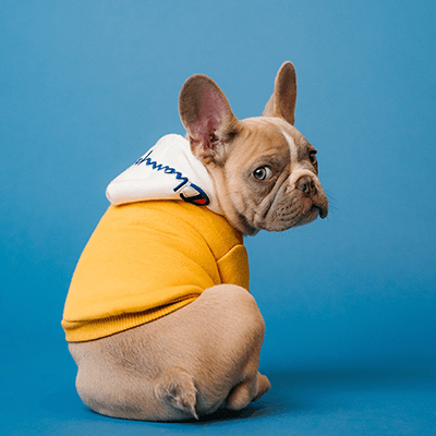 Bouledogue francais avec un chandail qui regarde la caméra