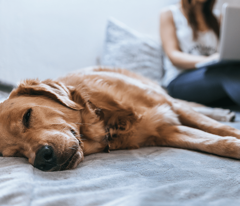 Golden adult lying on her master's bed while she works