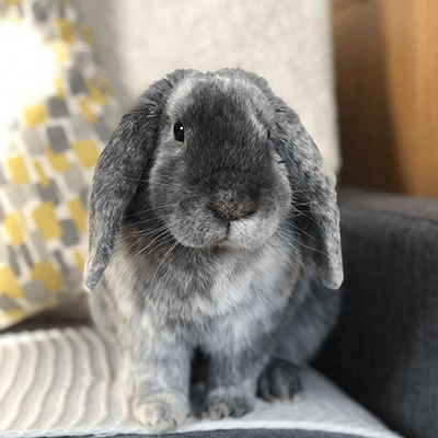 Lapin gris sur un divan à la maison