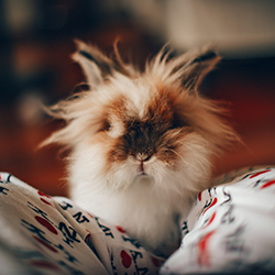 Lapin couché dans un lit