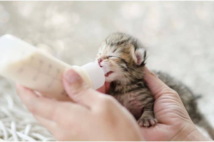 How to bottle feed kittens