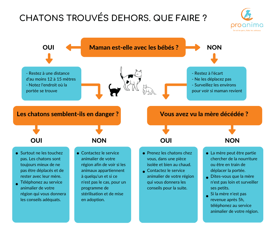 Quoi faire lorsque vous trouvez des chatons dehors